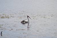 Pelikane am Lake Moondarra