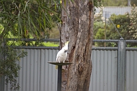 Kakadu in Goondiwindi