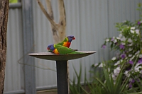 Papageien in Goondiwindi