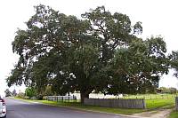 Korkbaum in Tenterfield