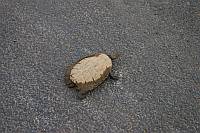 Schildkröte