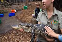 kleiner Alligator