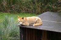 Dingo 