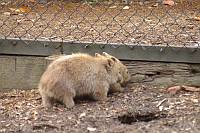 Wombat