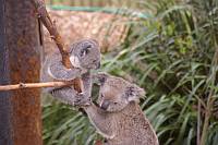 Koala-Bären